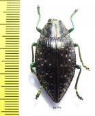 Polybothris navicularis  Madagascar - INSECTS-STORE.RU