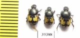 Onthophagus leucomelas  Uzbekistan - INSECTS-STORE.RU