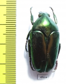 Thaumastopeus pugnator  Indonesia, Sumatra - INSECTS-STORE.RU