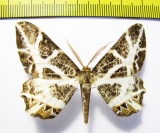 Geometridae sp.  Russia, Far East - INSECTS-STORE.RU