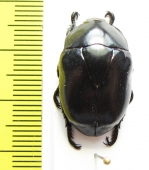 Macraspis morio  Peru - INSECTS-STORE.RU