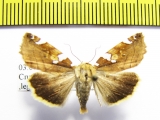 Noctuidae sp.  Russia, Far East - INSECTS-STORE.RU
