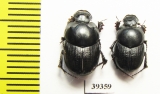 Onthophagus amyntas, pair  Uzbekistan - INSECTS-STORE.RU