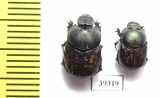 Onthophagus finschi, pair  Uzbekistan - INSECTS-STORE.RU