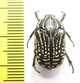 Rhabdotis sp.  Ethiopia - INSECTS-STORE.RU