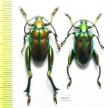 Sagra sp.  Indonesia, Sumba isl. - INSECTS-STORE.RU