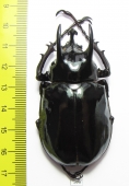 Chalcosoma atlas atlas  Indonesia, Sulawesi  63mm - INSECTS-STORE.RU