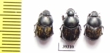 Onthophagus finschi, pair  Uzbekistan - INSECTS-STORE.RU