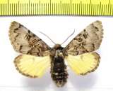 Xanthomantis cornelia  Russia, Far East - INSECTS-STORE.RU