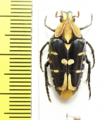 Coilodera nobilis  Indonesia, Sulawesi - INSECTS-STORE.RU