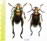 Sagra sp.  Indonesia, Sumba isl. - INSECTS-STORE.RU