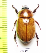 Cyclocephala sp.  Mexico - INSECTS-STORE.RU