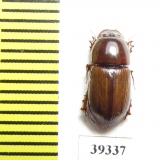 Aphodiinae sp.  Zambia - INSECTS-STORE.RU