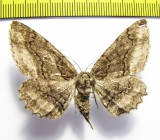 Jankowskia pseudathleta  Russia, Far East - INSECTS-STORE.RU