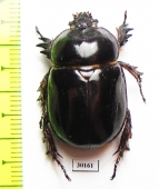 Dynastinae sp.  Mexico - INSECTS-STORE.RU