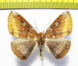 Herbita zarina  Peru - INSECTS-STORE.RU