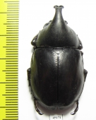 Xylotrupes pauliani  Malaysia - INSECTS-STORE.RU