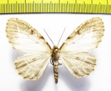 Geometridae sp.  Peru - INSECTS-STORE.RU