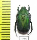 Glycyphana moluccanum  Indonesia, Ambon isl. - INSECTS-STORE.RU