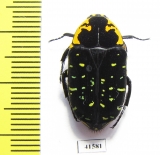 Euchroea ripheus  Madagascar - INSECTS-STORE.RU