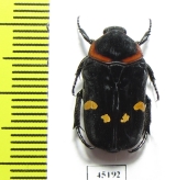 Glycyphana binotata  Indonesia, Sumatra - INSECTS-STORE.RU