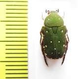 Glycyphana nicobarica  Laos - INSECTS-STORE.RU