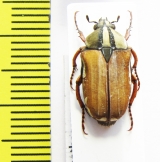 Gnathocera bilineata  Ghana - INSECTS-STORE.RU