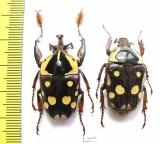 Cheirolasia burkei burkei, pair  Congo - INSECTS-STORE.RU