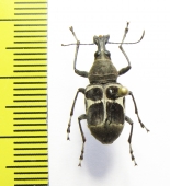 Anthribidae sp.  Cote d'Ivoire - INSECTS-STORE.RU