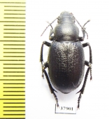 Sternoplax deplanata  Kazakhstan - INSECTS-STORE.RU