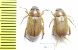 Adoretus nigrifrons  Russia, Astrakhan reg. - INSECTS-STORE.RU