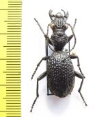 Anthia cavernosa  Tanzania - INSECTS-STORE.RU