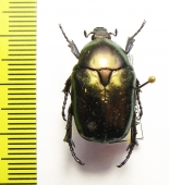 Protaetia besucheti  Turkey - INSECTS-STORE.RU