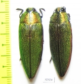 Steraspis sp.  Tanzania - INSECTS-STORE.RU