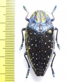 Polybothris sumptuosa gemma  Madagascar - INSECTS-STORE.RU