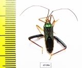 Hemiptera sp.  Indonesia, Papua - INSECTS-STORE.RU