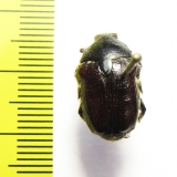 Allardiana sp.  Australia - INSECTS-STORE.RU