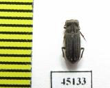 Aphodiinae sp.  Indonesia, Papua - INSECTS-STORE.RU