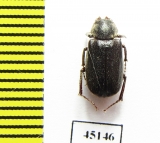 Maechidius sp.  Indonesia, Papua - INSECTS-STORE.RU