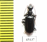 Carabidae sp.  Indonesia, Papua - INSECTS-STORE.RU