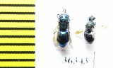 Chrysididae sp.  Russia, Moscow reg. - INSECTS-STORE.RU