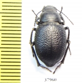 Sternoplax affinis  Kazakhstan - INSECTS-STORE.RU