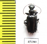 Carabidae sp.  Indonesia, Papua - INSECTS-STORE.RU
