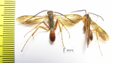 Hymenoptera sp.  Malaysia, Borneo - INSECTS-STORE.RU
