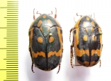 Pachnoda trimaculata, pair  Tanzania - INSECTS-STORE.RU