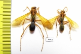 Hymenoptera sp.  Malaysia, Borneo - INSECTS-STORE.RU