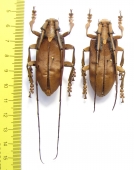 Sarothrocera lowii, pair  Indonesia, Sumatra - INSECTS-STORE.RU