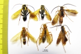 Hymenoptera sp.  Malaysia, Borneo - INSECTS-STORE.RU