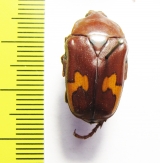 Anisorrhina flavomaculata  South Africa Rep. - INSECTS-STORE.RU