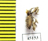 Curculionidae sp.  Indonesia, Papua - INSECTS-STORE.RU